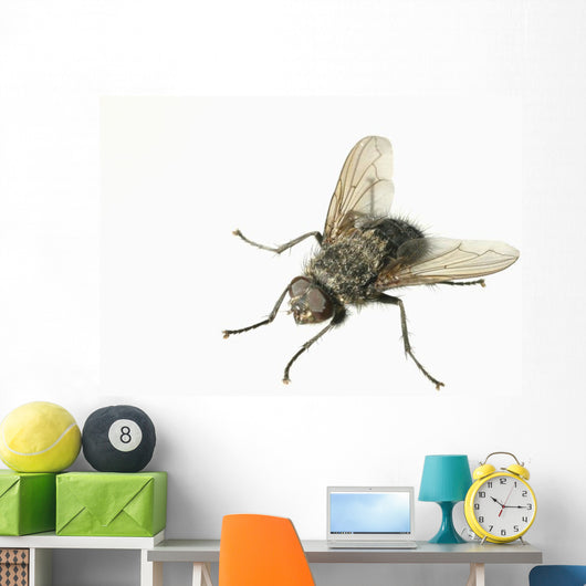 Common House Fly Macro Photo On White Alaska Wall Mural