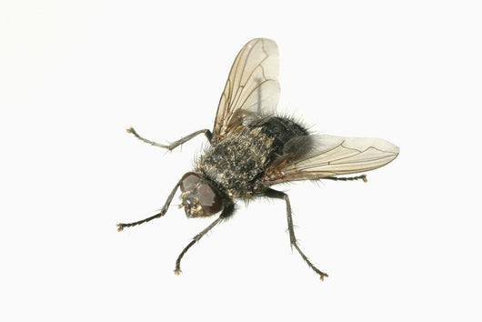 Common House Fly Macro Photo On White Alaska Wall Mural