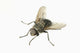 Common House Fly Macro Photo On White Alaska Wall Mural