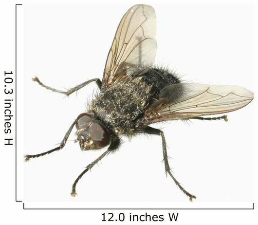 Common House Fly Macro Photo On White Alaska Wall Mural