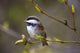 Chestnut Backed Chickadee Perched On Branch On Fox Island Wall Mural