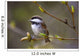 Chestnut Backed Chickadee Perched On Branch On Fox Island Wall Mural