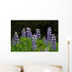 Close Up Of Lupine Wildflowers In Bloom Sc Ak Summer Wall Mural
