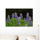 Close Up Of Lupine Wildflowers In Bloom Sc Ak Summer Wall Mural