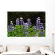 Close Up Of Lupine Wildflowers In Bloom Sc Ak Summer Wall Mural