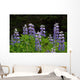 Close Up Of Lupine Wildflowers In Bloom Sc Ak Summer Wall Mural
