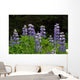 Close Up Of Lupine Wildflowers In Bloom Sc Ak Summer Wall Mural