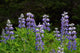Close Up Of Lupine Wildflowers In Bloom Sc Ak Summer Wall Mural