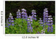 Close Up Of Lupine Wildflowers In Bloom Sc Ak Summer Wall Mural