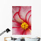 Macro View Of A Variegated Begonia Flower Wall Mural