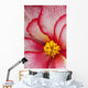 Macro View Of A Variegated Begonia Flower Wall Mural