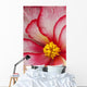 Macro View Of A Variegated Begonia Flower Wall Mural