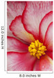 Macro View Of A Variegated Begonia Flower Wall Mural