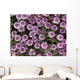 Close Up View Of Whorled Lousewort Flowers Wall Mural