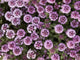 Up Whorled Lousewort Flowers Wall Mural