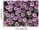 Up Whorled Lousewort Flowers Wall Mural