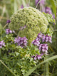 Up Whorled Lousewort Flowers Wall Mural