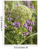 Up Whorled Lousewort Flowers Wall Mural