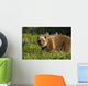 Brown Bear Foraging Wall Mural