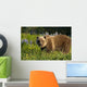 Brown Bear Foraging Wall Mural