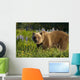 Brown Bear Foraging Wall Mural