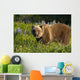 Brown Bear Foraging Wall Mural