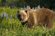Brown Bear Foraging Wall Mural