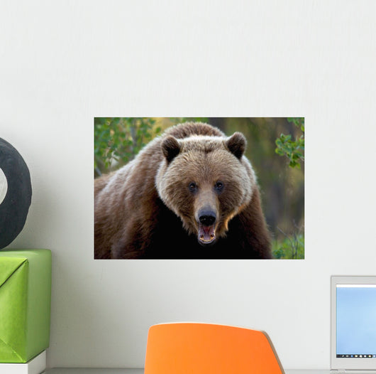 Closeup Of Brown Bear Yukon Territory Canada Spring Wall Mural