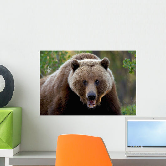 Closeup Of Brown Bear Yukon Territory Canada Spring Wall Mural