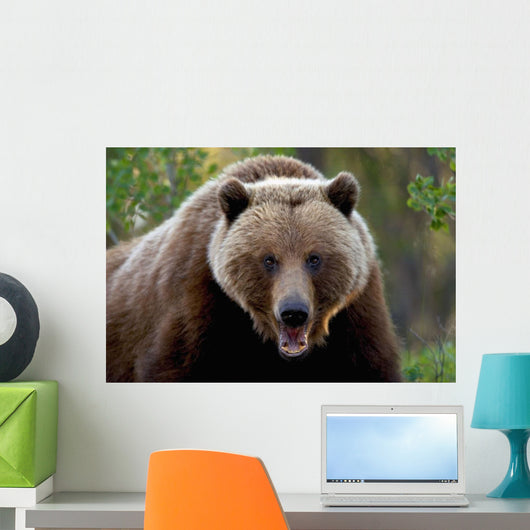 Closeup Of Brown Bear Yukon Territory Canada Spring Wall Mural