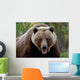 Closeup Of Brown Bear Yukon Territory Canada Spring Wall Mural