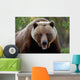 Closeup Of Brown Bear Yukon Territory Canada Spring Wall Mural