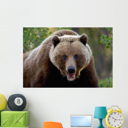 Closeup Of Brown Bear Yukon Territory Canada Spring Wall Mural