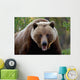 Closeup Of Brown Bear Yukon Territory Canada Spring Wall Mural