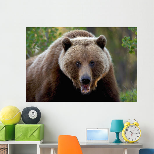 Closeup Of Brown Bear Yukon Territory Canada Spring Wall Mural