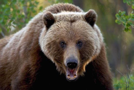 Closeup Of Brown Bear Yukon Territory Canada Spring Wall Mural