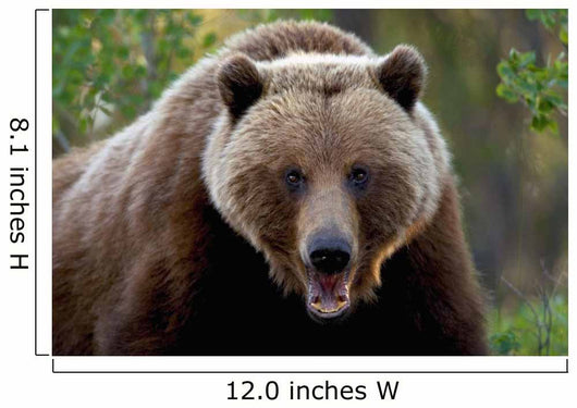 Closeup Of Brown Bear Yukon Territory Canada Spring Wall Mural