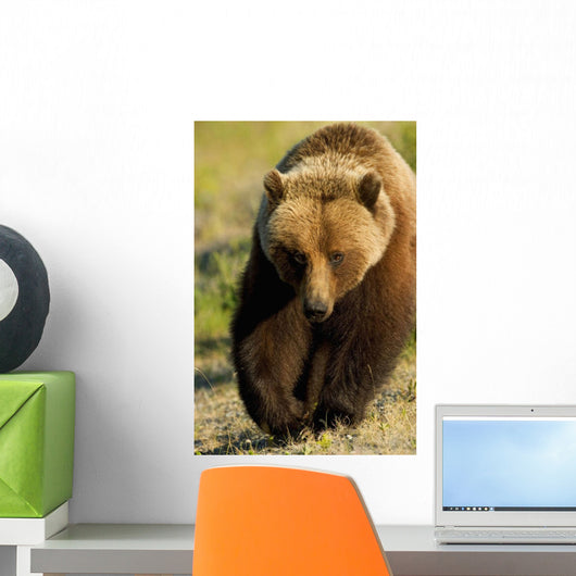 Frontal View Of Grizzly Walking Wall Mural