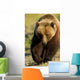 Frontal View Of Grizzly Walking Wall Mural