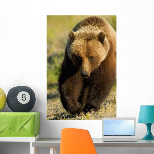 Frontal View Of Grizzly Walking Wall Mural