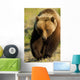 Frontal View Of Grizzly Walking Wall Mural