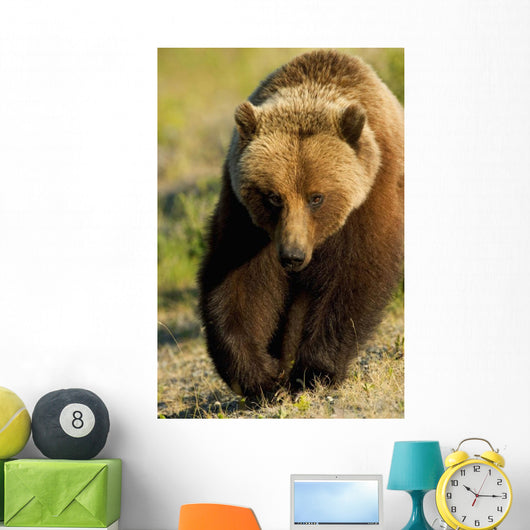 Frontal View Of Grizzly Walking Wall Mural