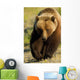 Frontal View Of Grizzly Walking Wall Mural