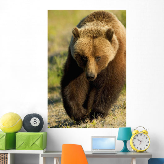Frontal View Of Grizzly Walking Wall Mural