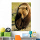 Frontal View Of Grizzly Walking Wall Mural