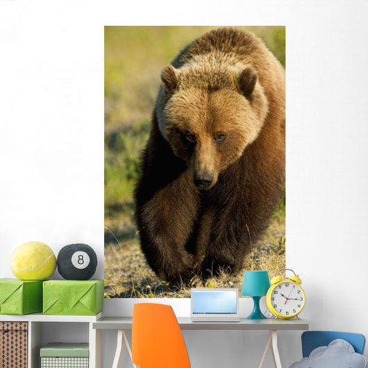 Frontal View Of Grizzly Walking Wall Mural