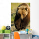 Frontal View Of Grizzly Walking Wall Mural