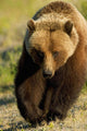 Frontal View Of Grizzly Walking Wall Mural