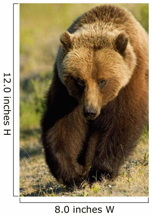 Frontal View Of Grizzly Walking Wall Mural