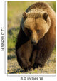 Frontal View Of Grizzly Walking Wall Mural